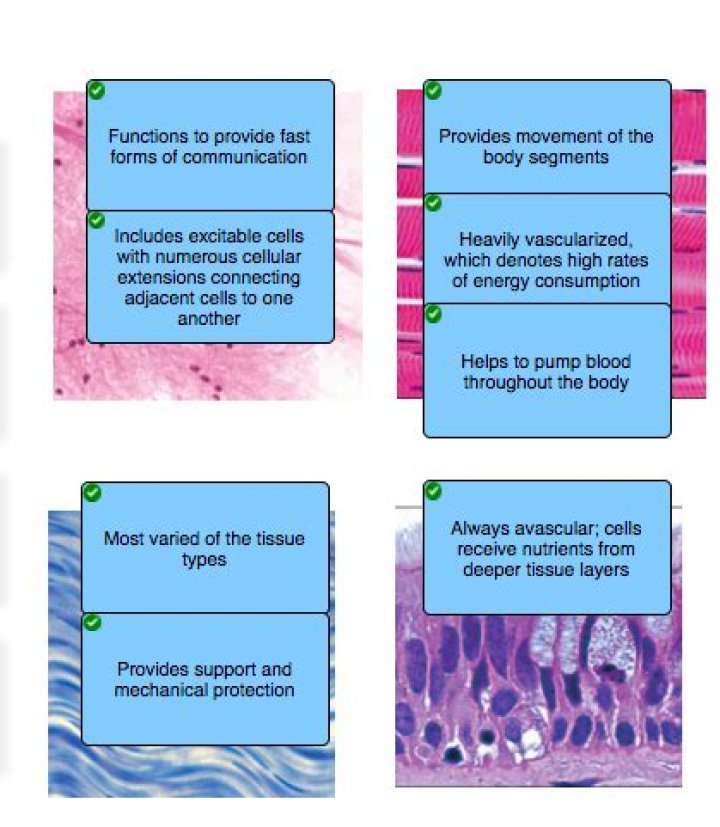 Bishop Oko Bortei Doku Cause of Death, Pastor of Lighthouse Chapel