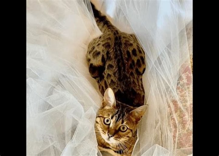 Britney Spears let the cat play with the veil before the wedding
