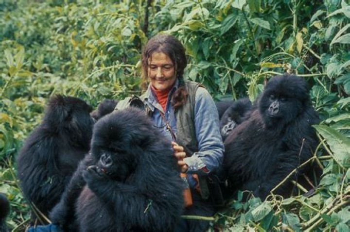Dian Fossey Biography - Facts, Childhood, Family Life & Achievements of Zoologist