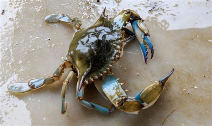 How does a blue crab reproduce