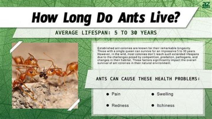 How long do flying ants live