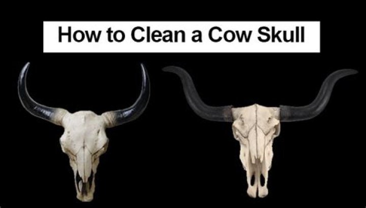 How to clean a cow skull
