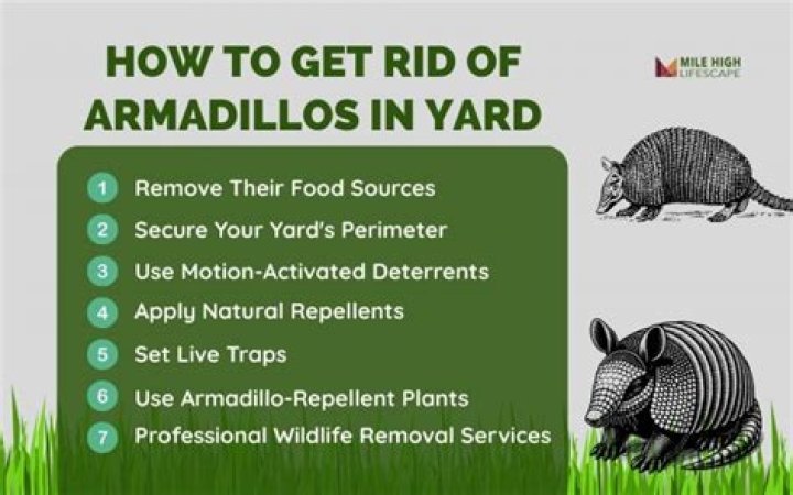 How to get rid of armadillos in your yard