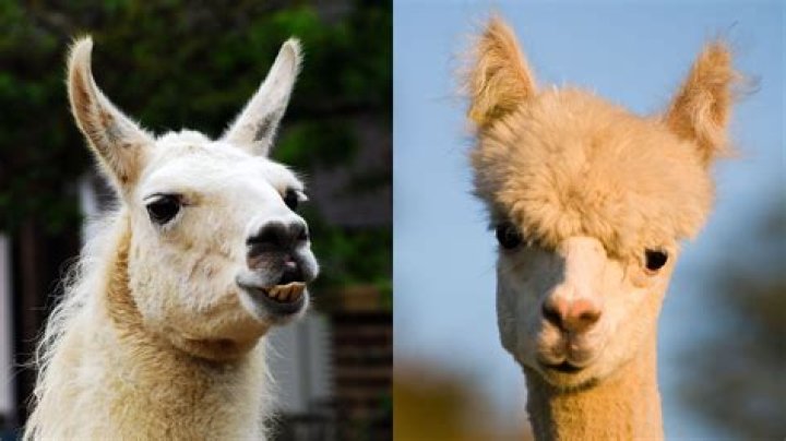 Is Kuzco a llama or alpaca? – Celebrity