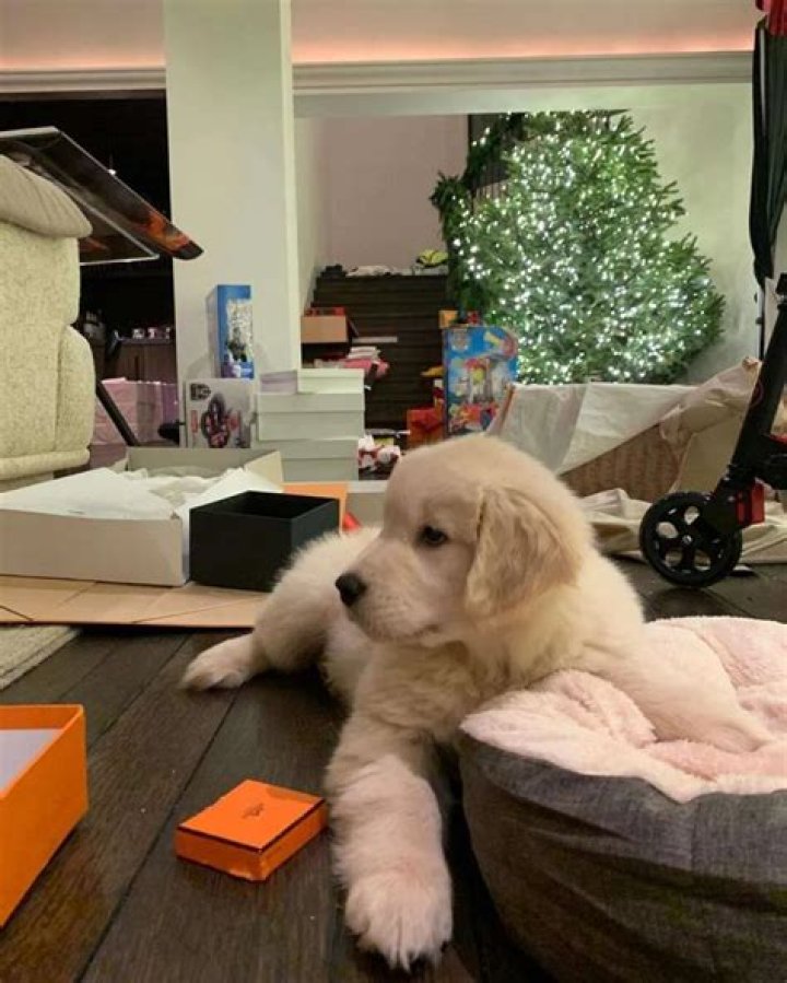 KUWK: Kourtney Kardashian Claps Back Following Harsh Criticism Over Getting A New Puppy!