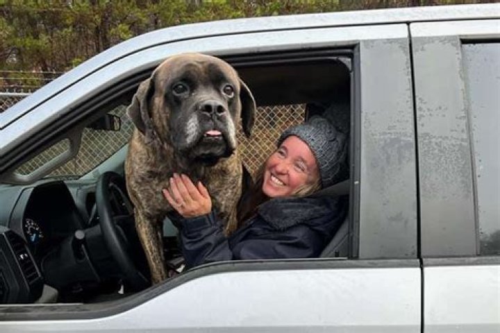 
N.C. Rescue Dog Showered with Love After Shelter Jokingly Begs ‘Someone Adopt This Hot Mess’ 