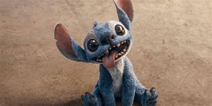 What animal is Stitch? – Celebrity