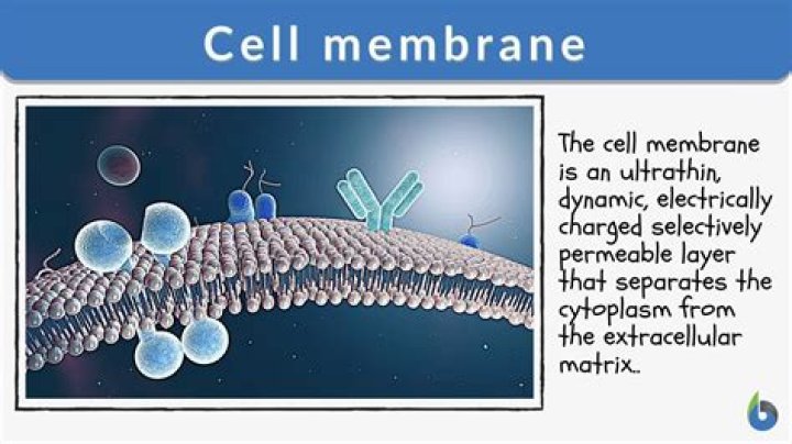 What is the definition of cell membrane