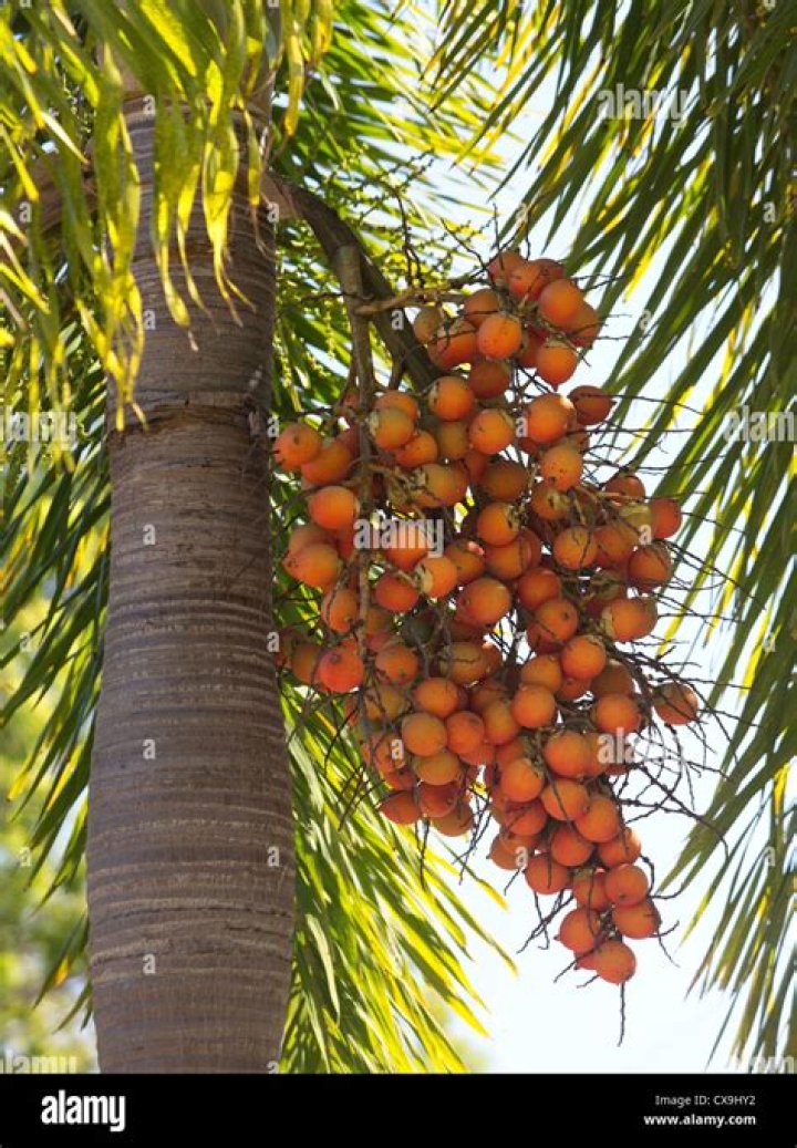 What is the red fruit on palm trees