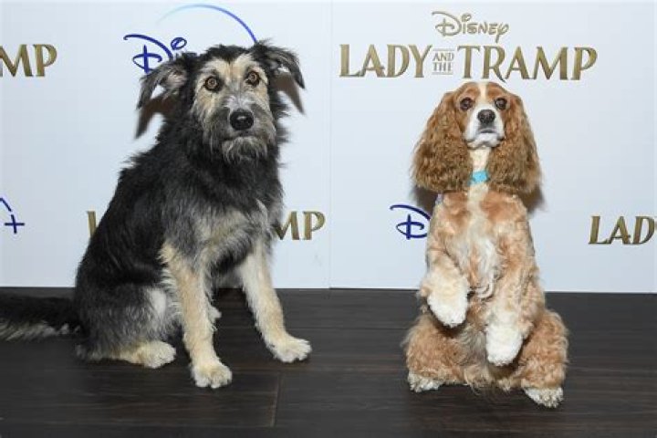 What type of dog is trusty from Lady and the Tramp? – Celebrity