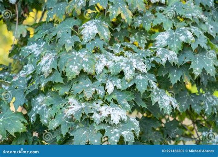 Why does my japanese maple have white spots on the leaves