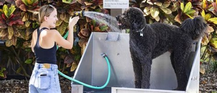 Why was Dog with a Blog Cancelled? – Celebrity